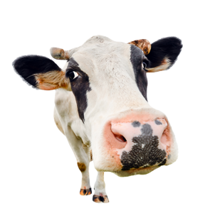 cow-isolated.png